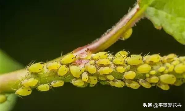 植物发生永久萎蔫用什么方法,植物高温叶子萎蔫怎么回事