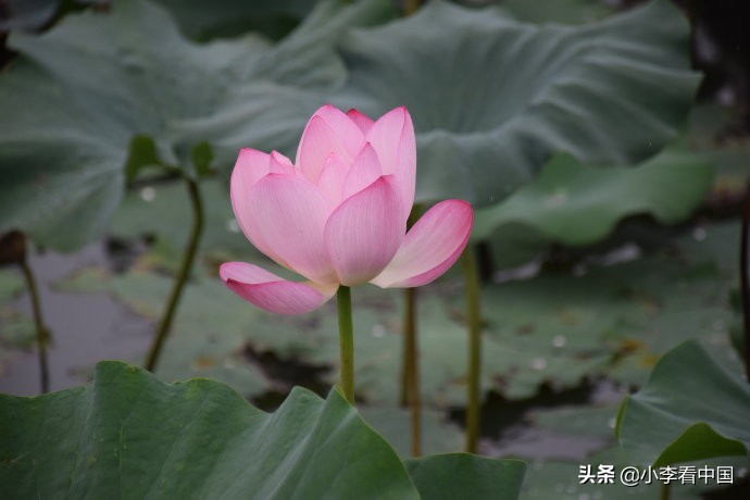 江苏常熟沙家浜旅游攻略,江苏常熟沙家浜地图