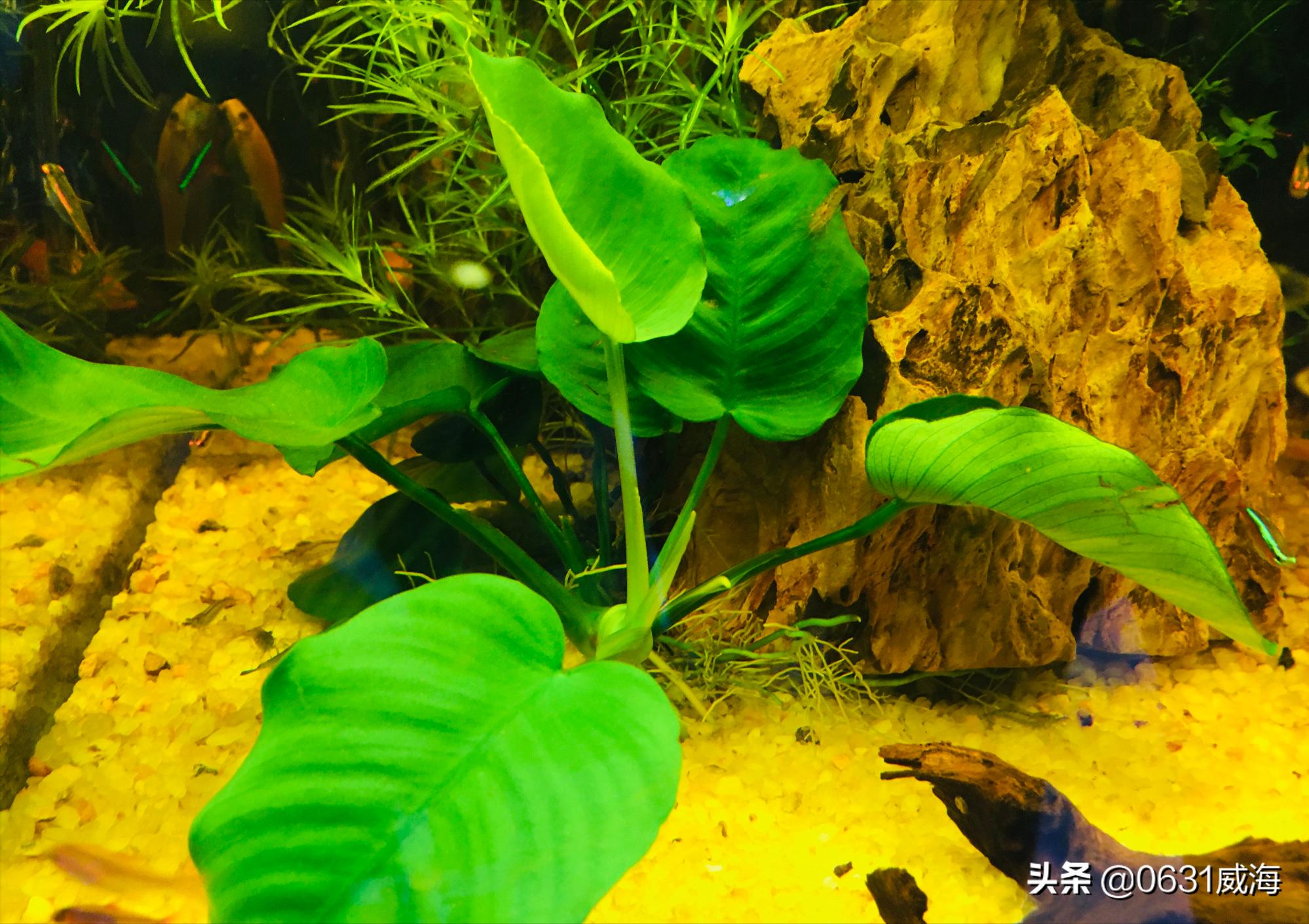 新手养金鱼的方法和技巧图解教程,养金鱼的技巧和方法方便简单