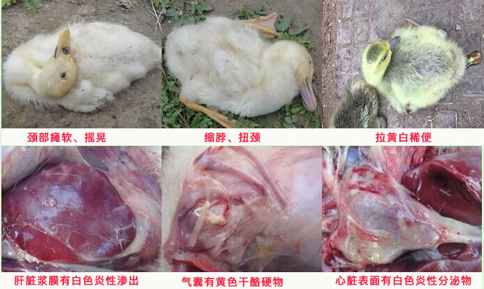 鸭站不起来是什么病怎么治疗,鸭瘫痪的原因及治疗方法