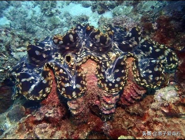 台湾顶级珍稀奇石,顶级玉石奇石