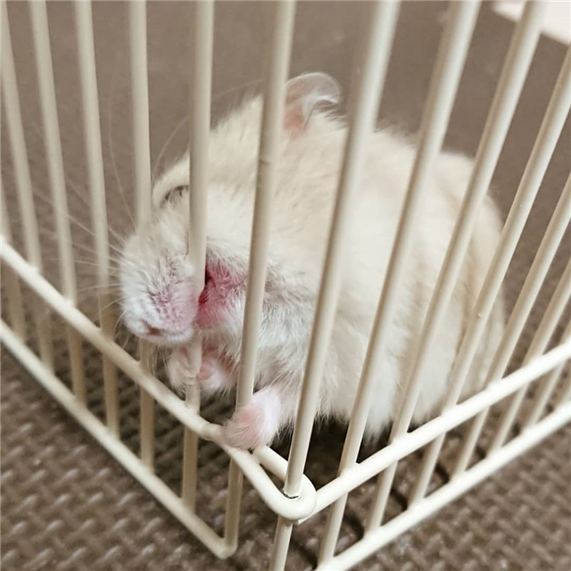 仓鼠怎么防止撕咬笼子窝,仓鼠爱咬其他鼠怎么办