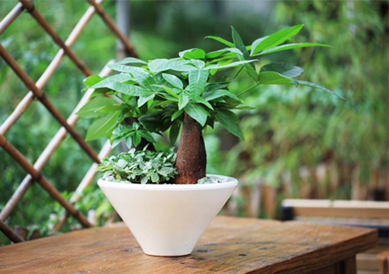 发财树叶片变黄怎么回事,发财树叶片发黄什么原因