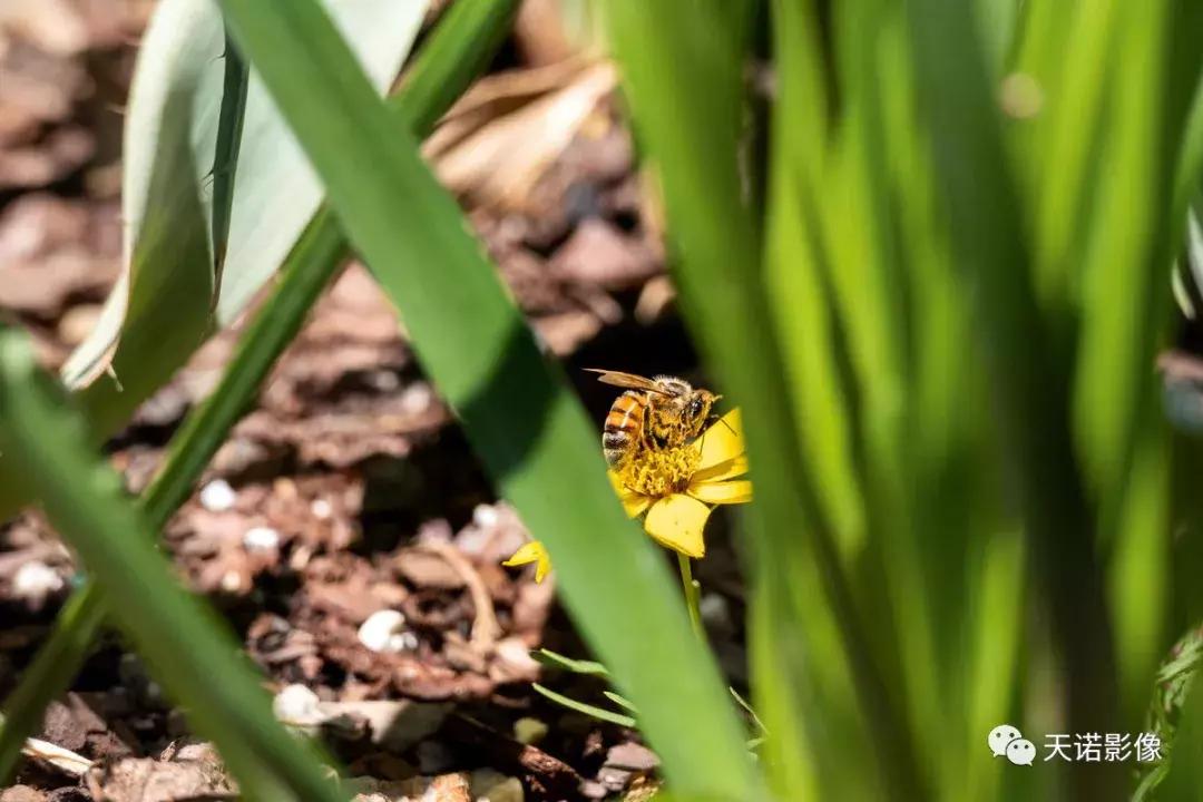 徕卡v-lux5明年有升级版吗,徕卡v-lux5换镜头