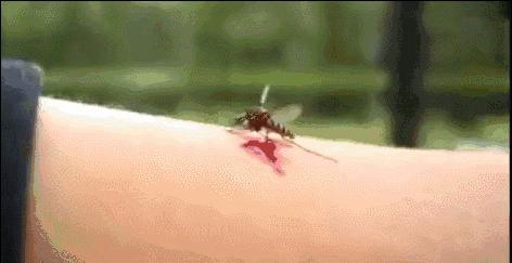 当一只蚊子吸了吸血鬼的血,当一只蚊子吸了德古拉