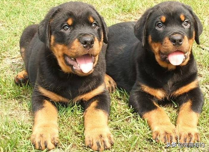 罗威纳成年犬怎样听话,罗威纳犬温顺听话