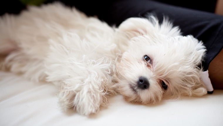 狗狗寿命最长是几年,寿命最长的狗狗品种排名