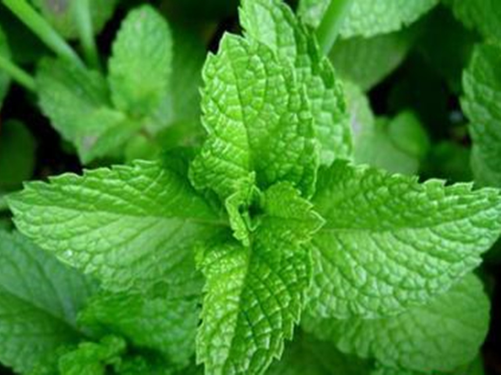 薄荷的3种繁殖方法,薄荷种子发芽了特别细弱怎么办
