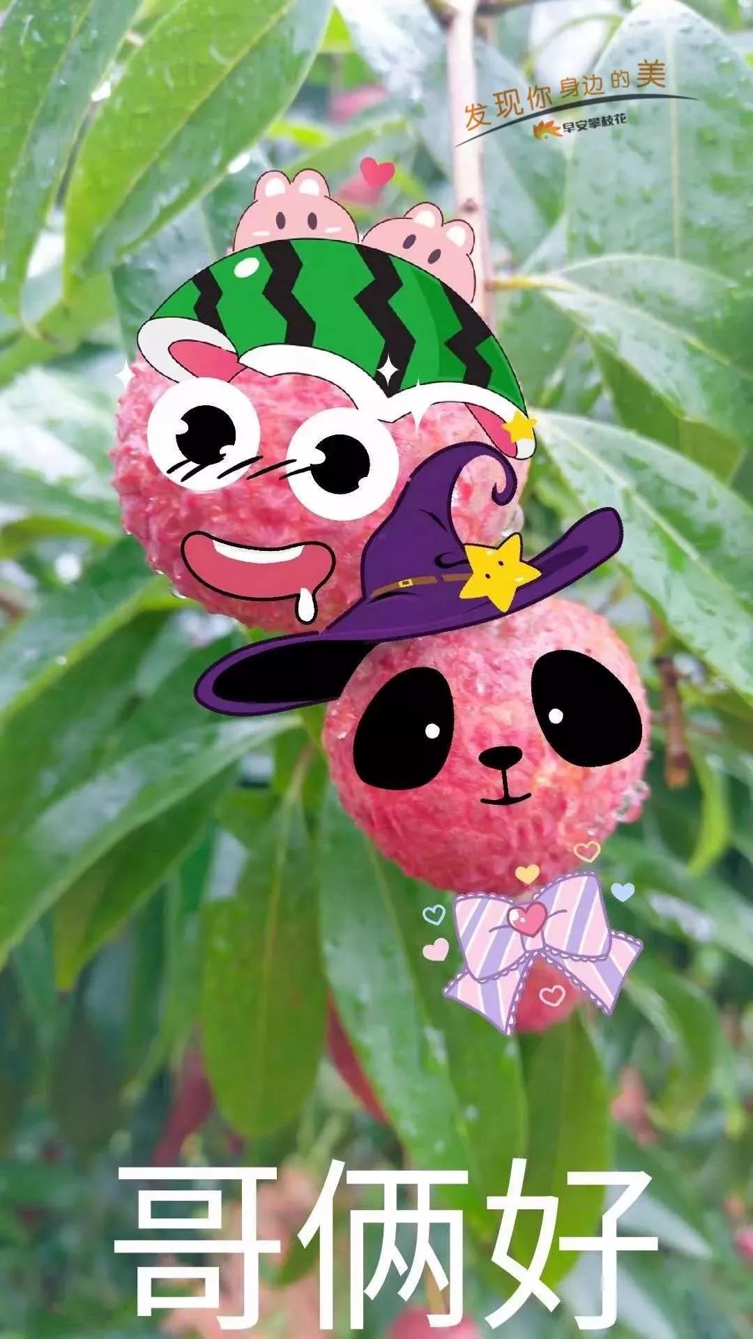 好吃的攀枝花当季新鲜水果 (攀枝花这两天特色水果)