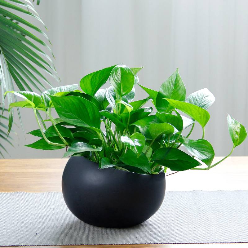 适合邻居养的十种花,养这7种花大人小孩都能养好