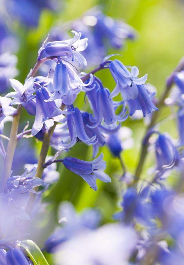 重瓣风铃草怎么爆盆,风铃草开完花后第二年还能开花吗