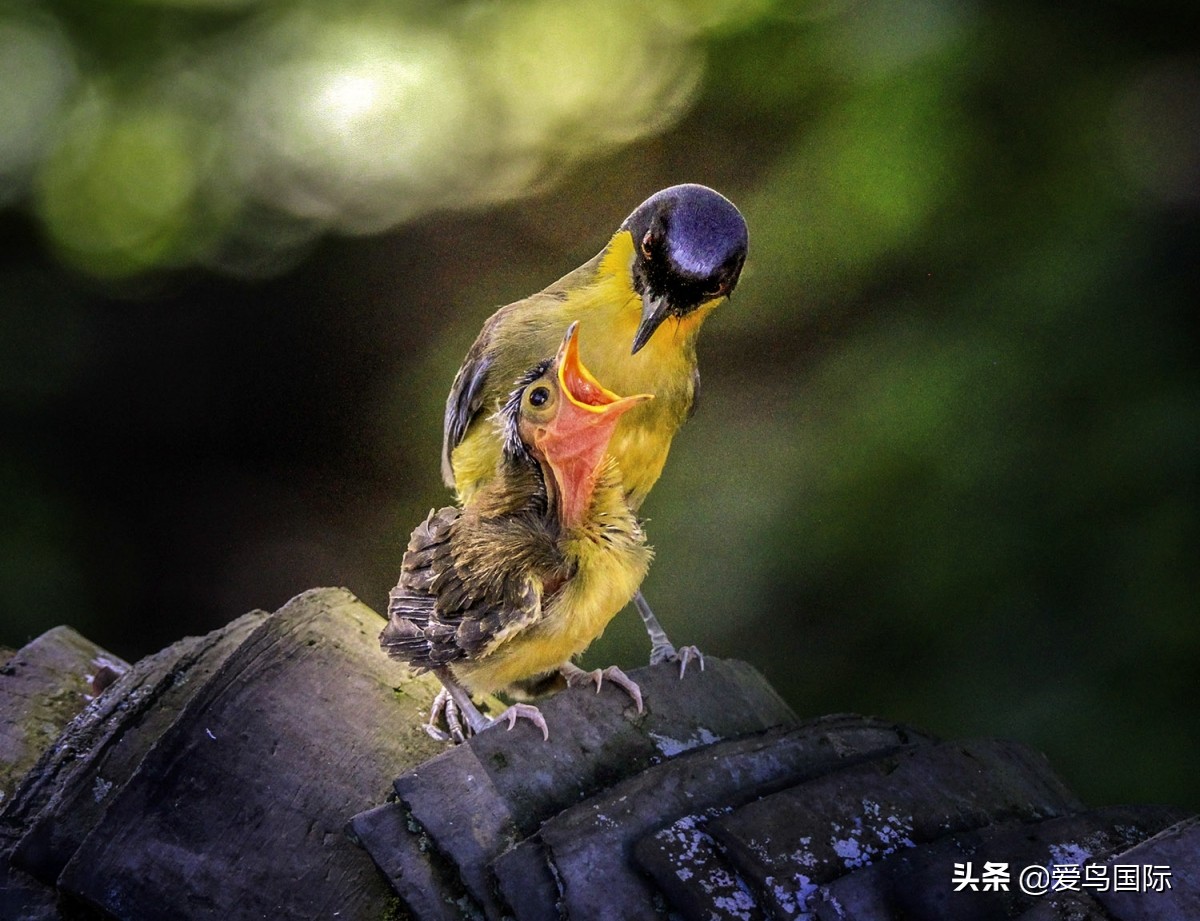 观鸟大年作品集,观鸟大年完整版