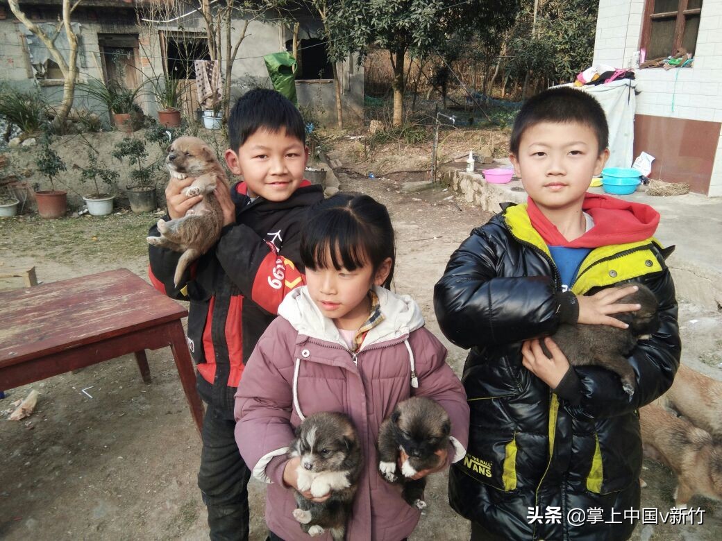 掌上中国之“思语家的小狗”