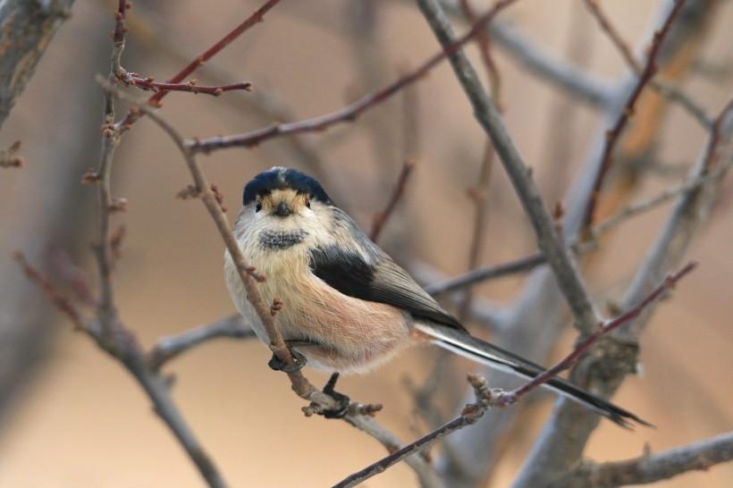 隐鱼是怎么钻入海参体内的,隐鱼和海参真实影像