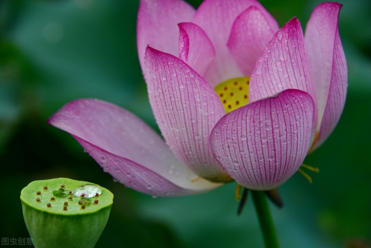 五年级上册语文第二单元重点考点,二年级语文人教版第五单元知识点