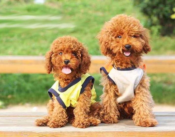 棕色泰迪犬的缺点,为什么养灰泰迪的人越来越多