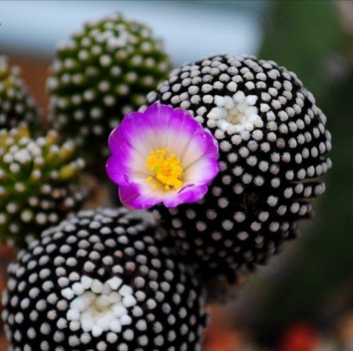 “常年丑貌君不问，一日花红万户惊”——仙人掌的产地及精品赏析