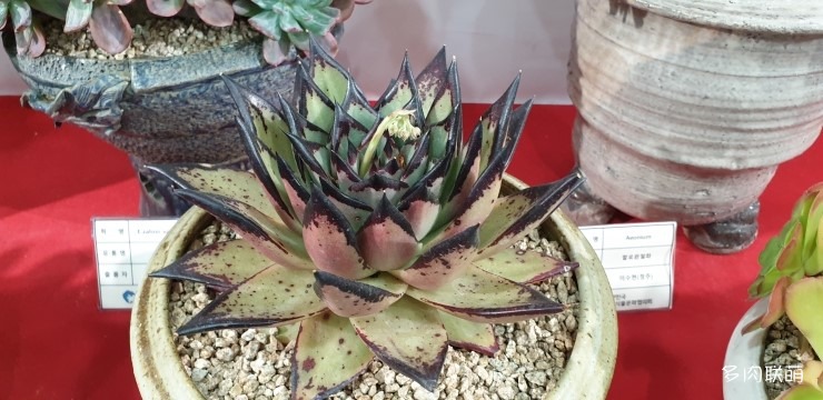 多肉欣赏桃美人,多肉植物欣赏