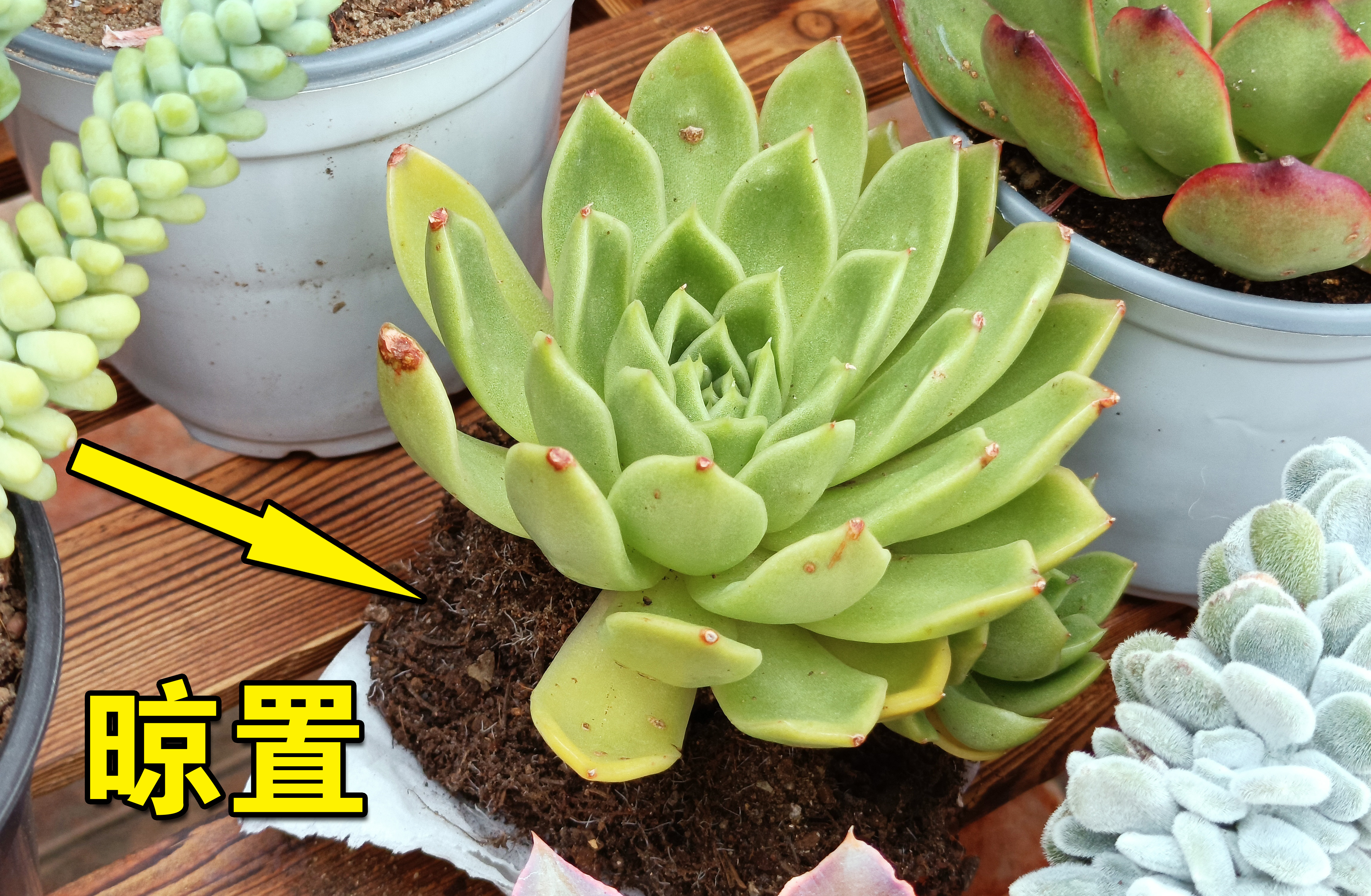 冬季多肉叶片化水是肥害还是受冻,多肉吉娃娃叶片化水怎么办