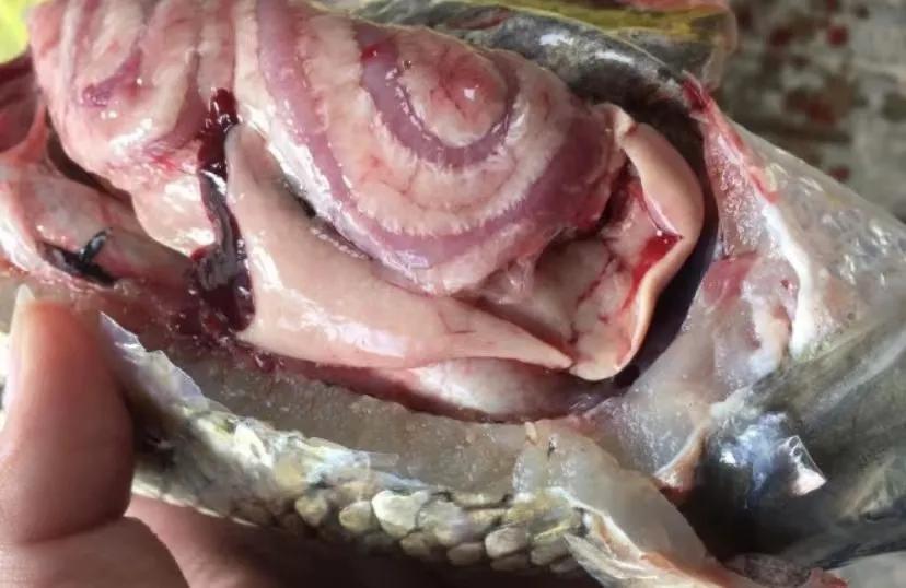 草鱼如何防治肝胆综合征,草鱼肝胆综合症的疑难治疗难点