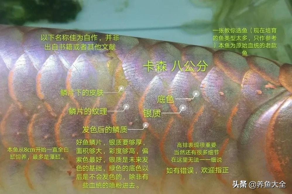 新手养红龙买多大的,怎么知道买的红龙是不是鱼苗