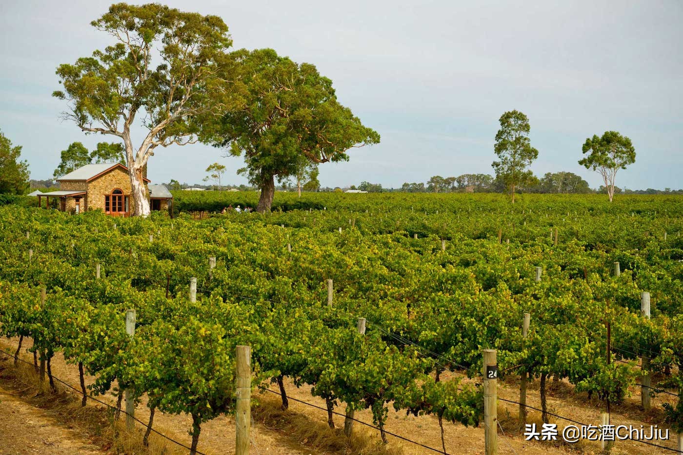 中国人喝最多的红酒，为什么是赤霞珠红酒？