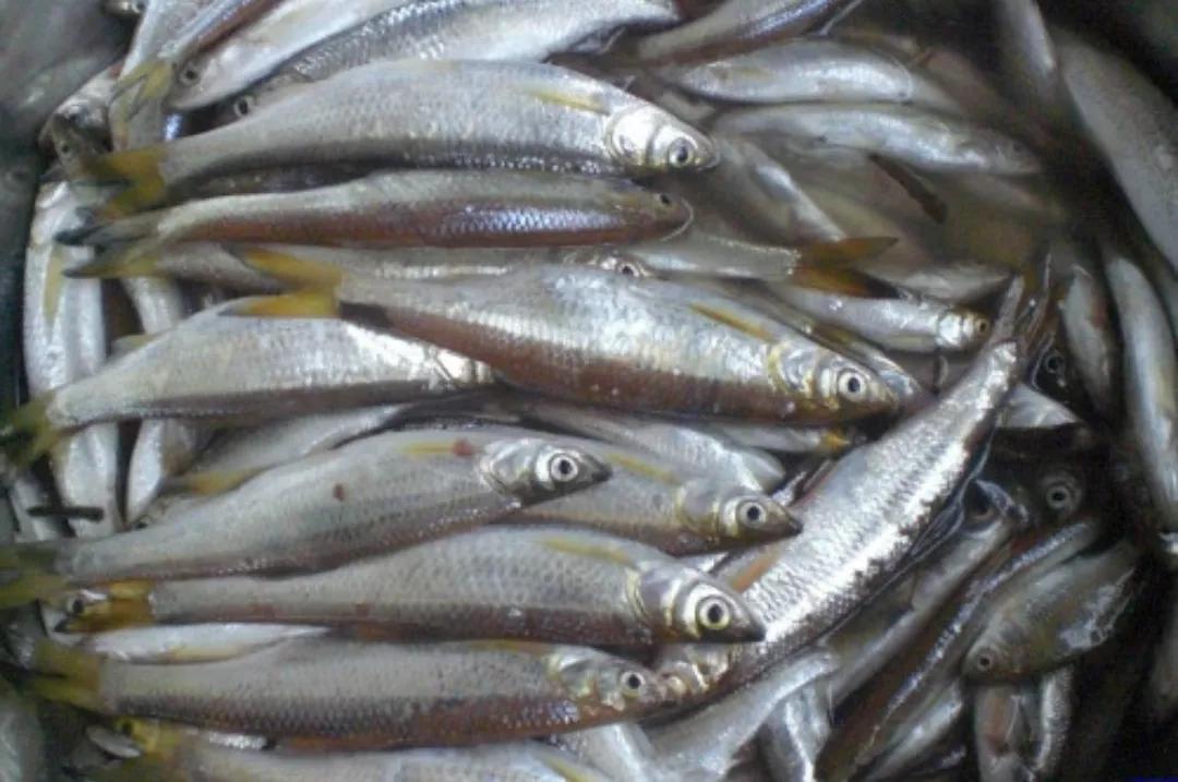 浮钓鲢鳙有小杂鱼闹窝怎么办,浮钓鲢鳙小杂鱼多