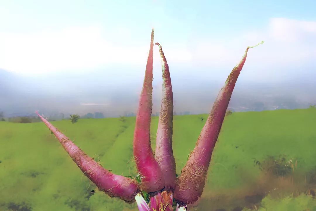 花青素甜脆萝卜,维c含量高的野果