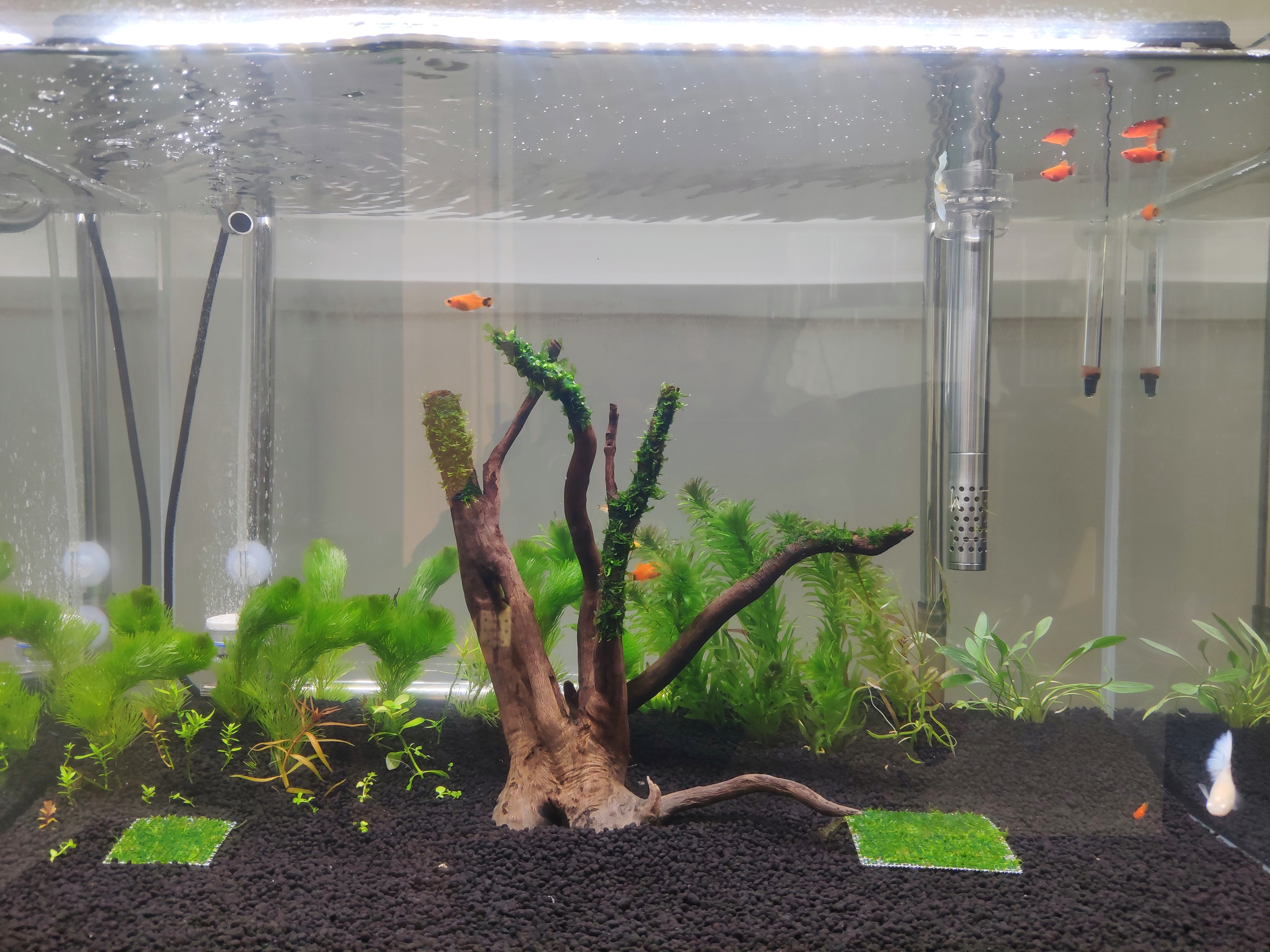 新手养鱼怎么入手？350元，开启养鱼之旅，新手小白开缸记