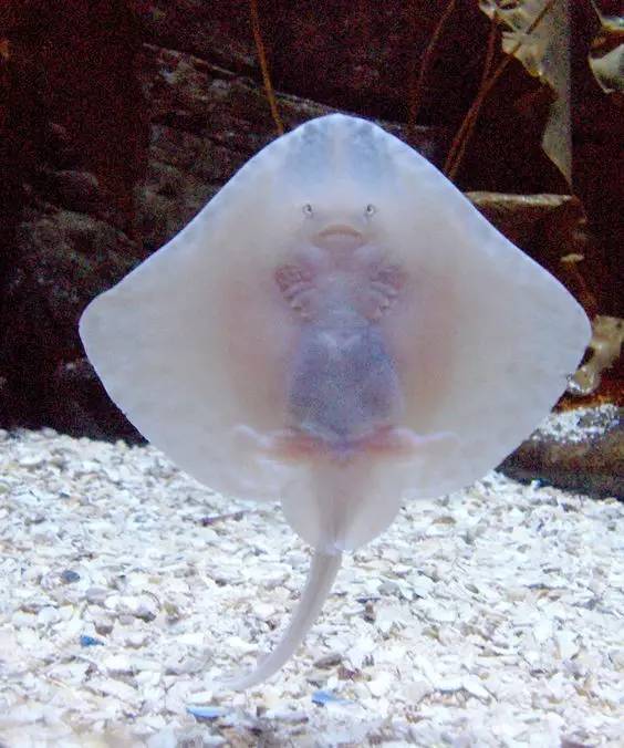 世界最罕见的十个杂交动物,不忍直视世界罕见的十大变异动物