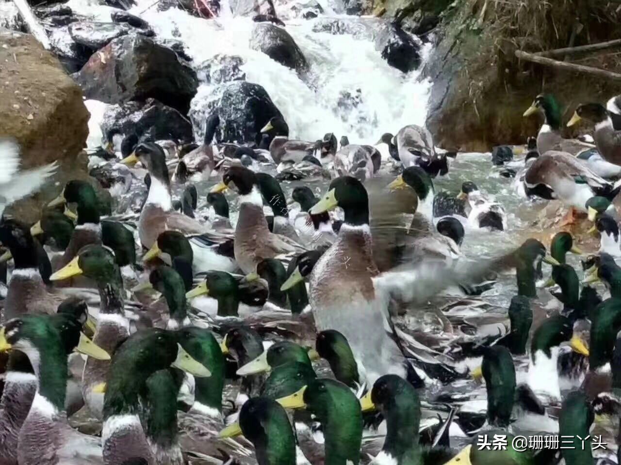 广州火炉山农家乐窑鸡,火炉山哪家农庄最好
