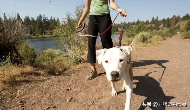 狗狗乱吃外面垃圾堆的东西怎么办,训练狗狗出门不乱吃