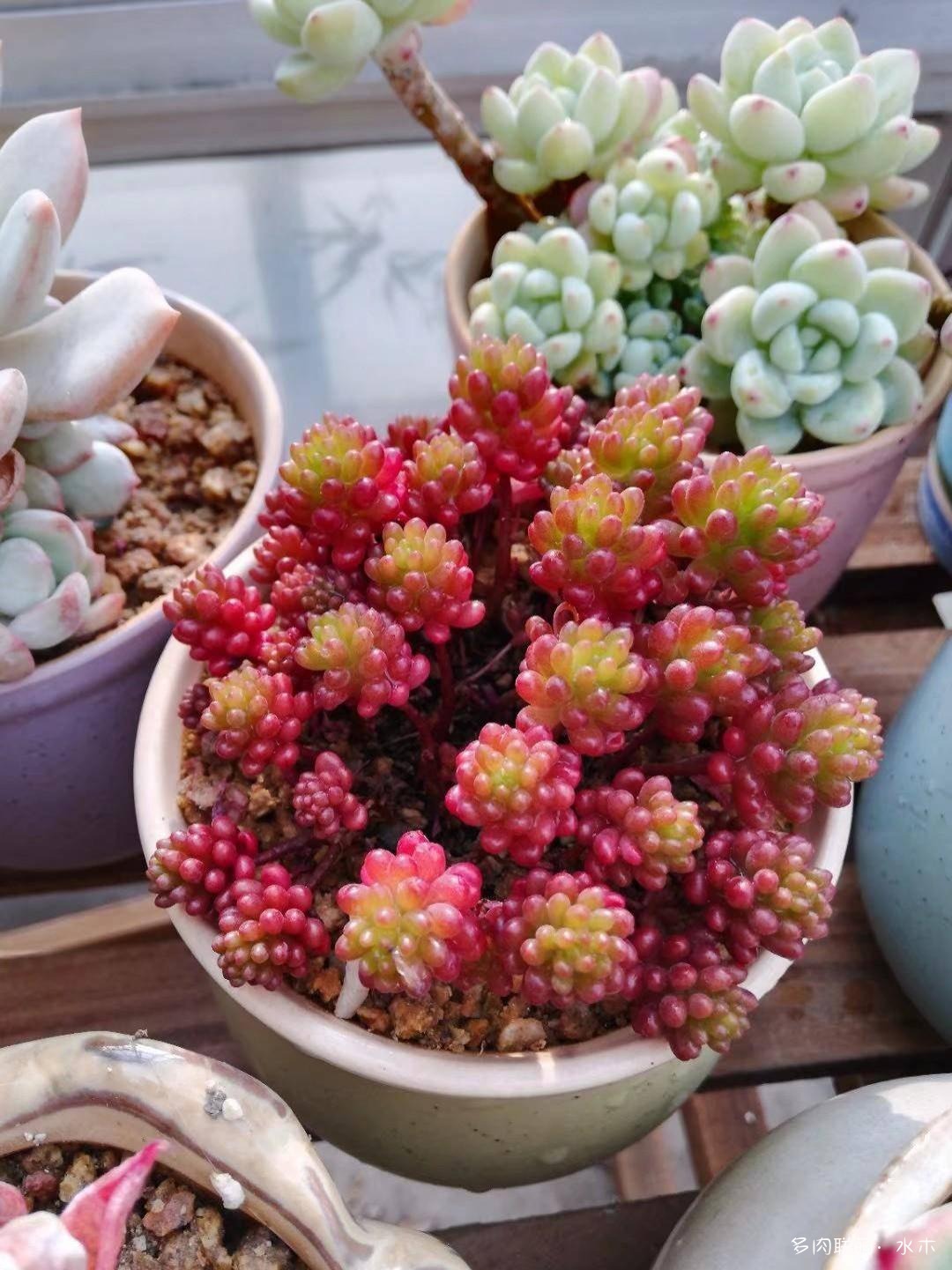 才两个月，多肉的颜值就被夏天偷走了
