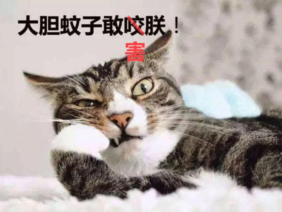 夏天驱蚊对猫有影响吗,夏天喷洒什么药杀死蚊子苍蝇