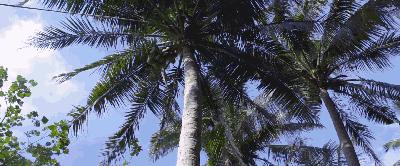 喝油减肥法有哪些,喝油可以减肥吗