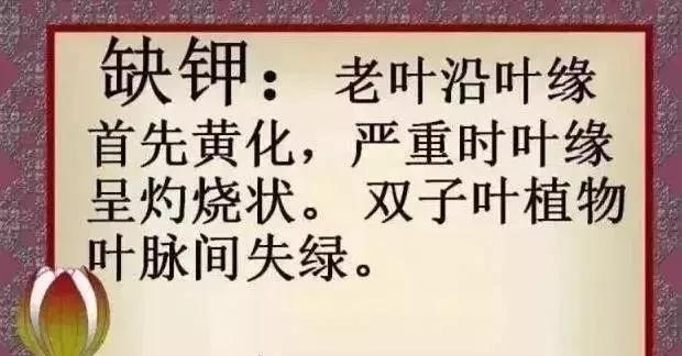 亚磷酸钾辨别真假简单方法,亚磷酸钾和磷酸二氢钾哪个好