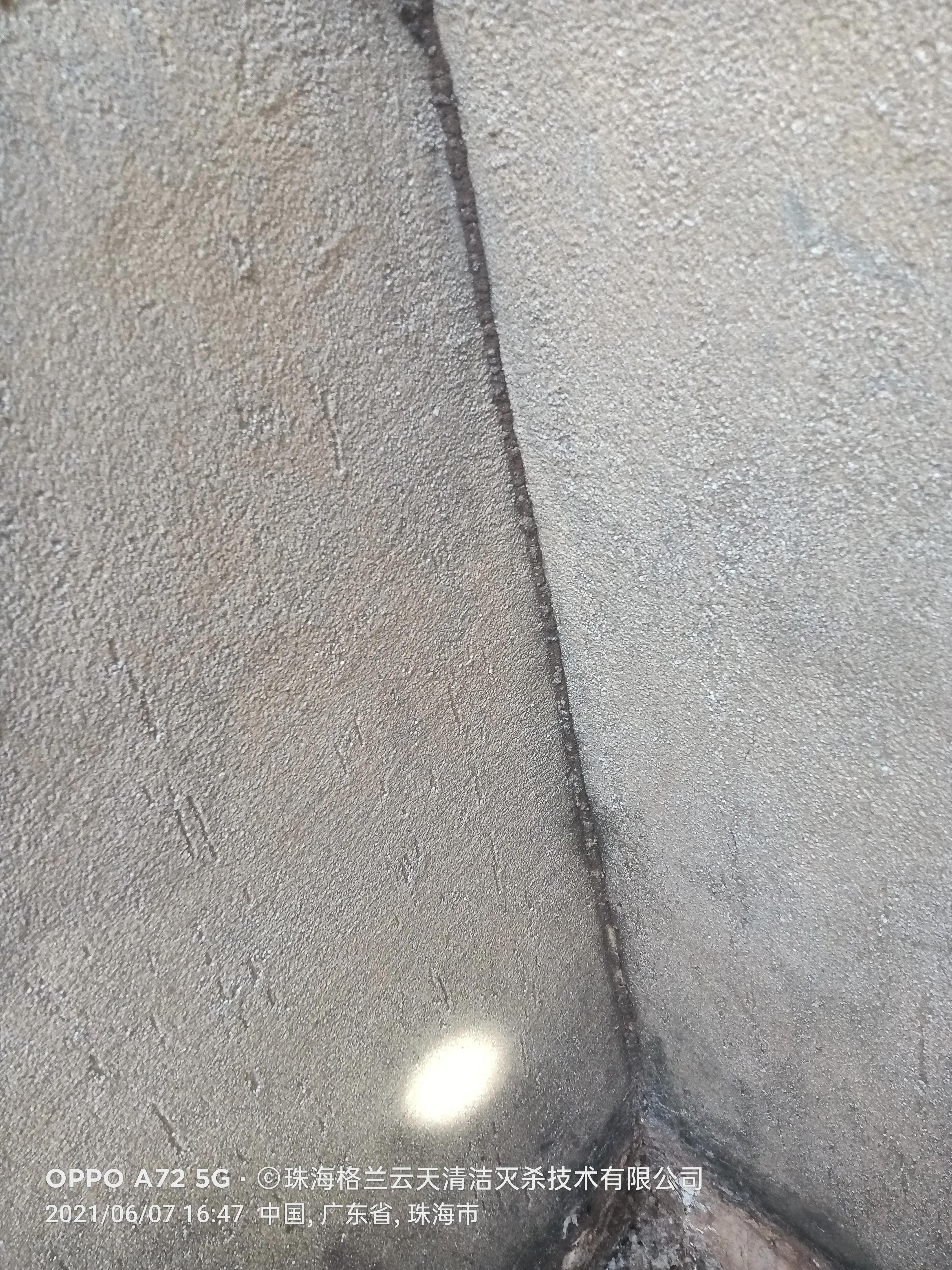 珠海白蚁防治公司现场灭杀白蚁,珠海白蚁防治