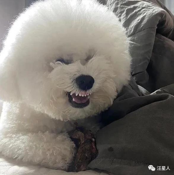 比熊有多萌,主人见到小点可爱比熊犬就想咬牙