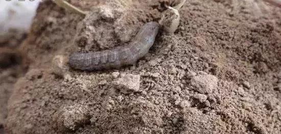 如何区分4类地下害虫的危害特点,田间害虫多该怎样消灭地下害虫