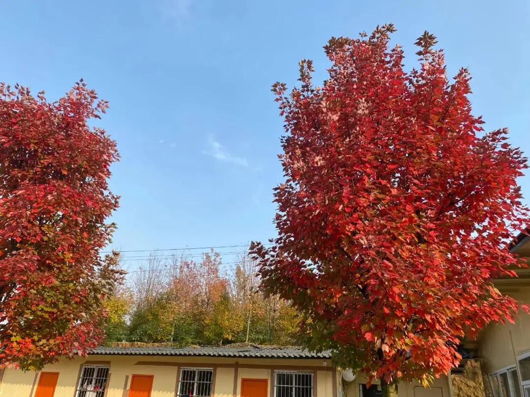 横山红枫岭风景区,唐昌镇横山红枫岭