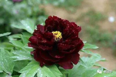 欧阳修袁枚,韩愈袁枚和欧阳修