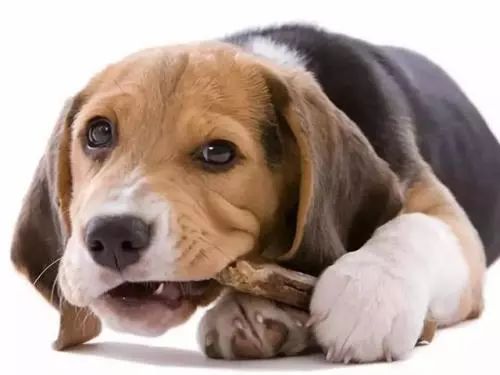 狗狗出现拉肚子呕吐是什么原因,狗狗拉肚子要禁食禁水多长时间