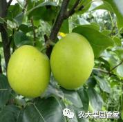 种植新品种果树苗一手货源,各种新品种果树苗木一手货源