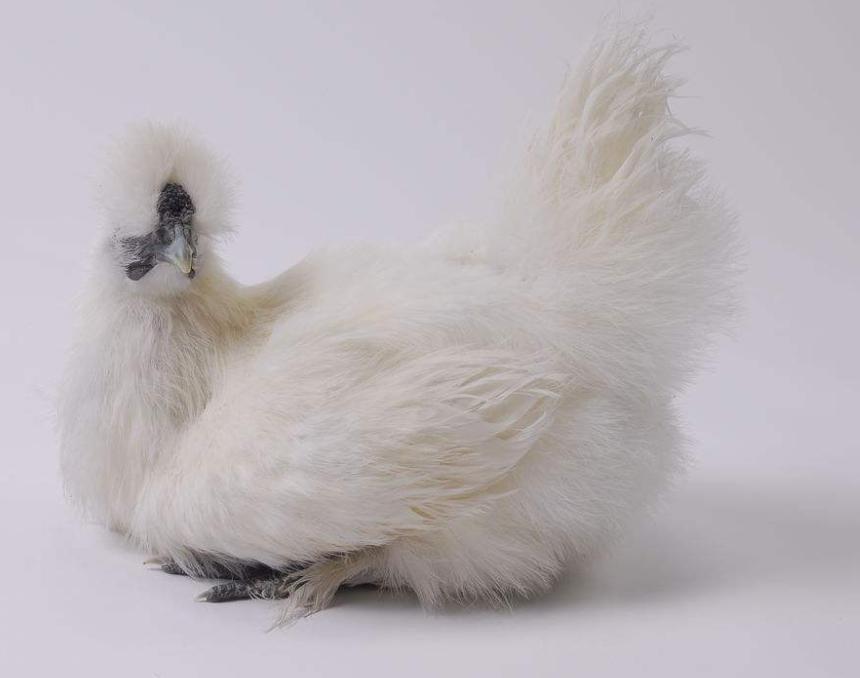 宁夏喜欢吃羊肉,宁夏吃羊肉喝什么