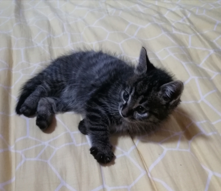 喵明明可以依靠卖萌与宠爱生活，却要用“好奇心”追求生活