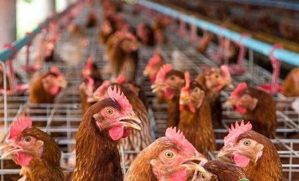 冬天预防鸡生病最好的方法,为什么养殖鸡容易生病