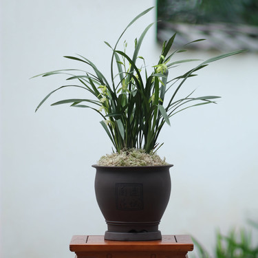 公司绿植购买租赁方案,绿植租摆服务的策划方案