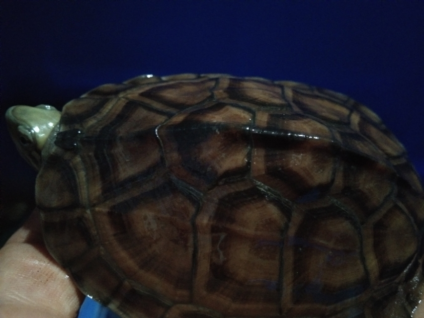 突然死了的龟,养龟死龟正常吗