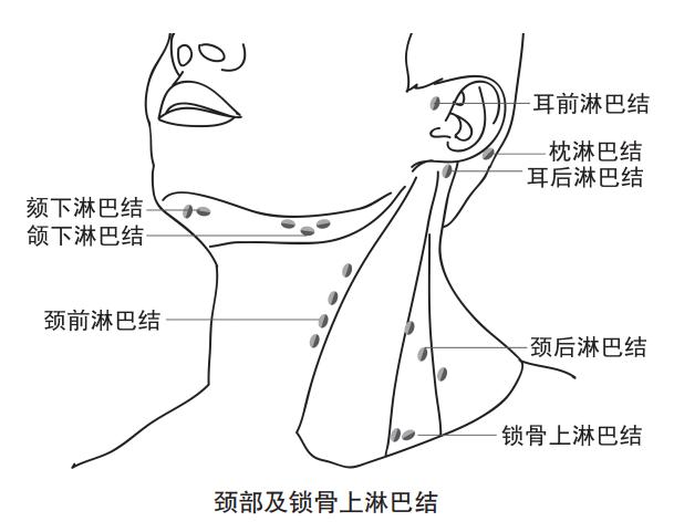 1.2公分的肺癌肿瘤是中期还是晚期,晚期肺癌肿瘤进展时间