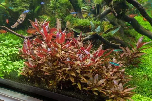 本色水景水草造景培训,本色水景水草培训